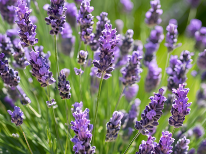 Lavender 'Phenomenal'®