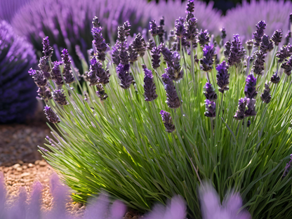 Lavender 'Phenomenal'®