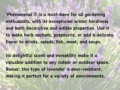 Lavender 'Phenomenal'®