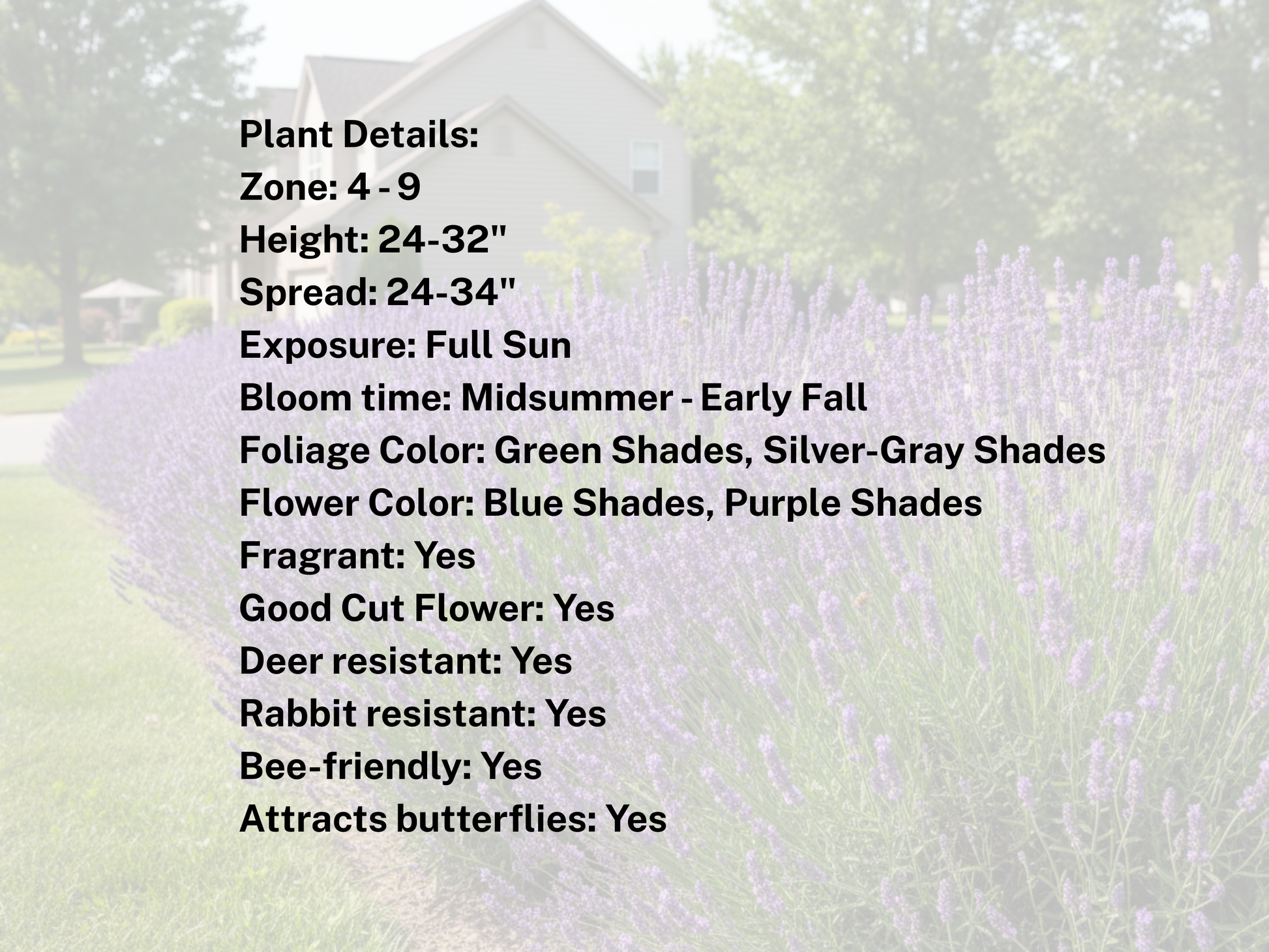 lavender plant height and spread Lavender 'Phenomenal'® – Michiana Wholesale LLP