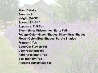 Lavender 'Phenomenal'®