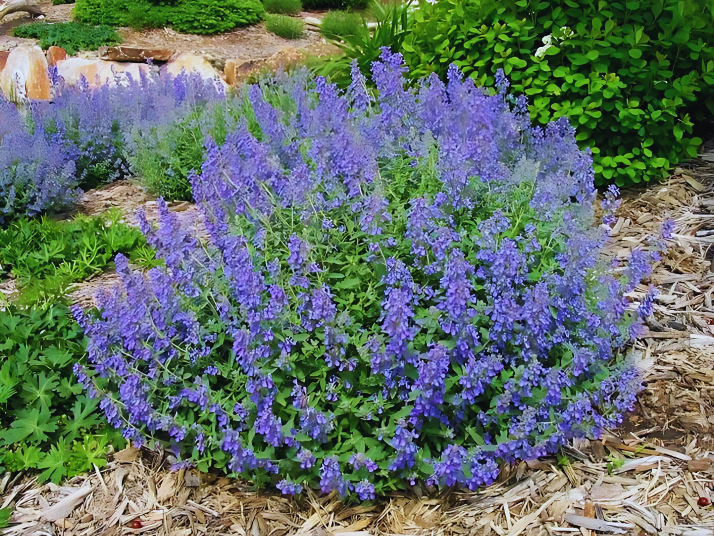 Nepeta 'Junior Walker'