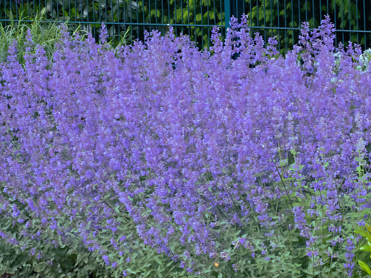 Nepeta 'Junior Walker'