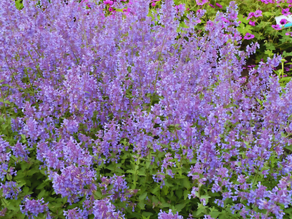 Nepeta 'Junior Walker'