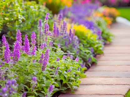 Nepeta 'Little Trudy®' - Dwarf