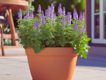 Nepeta 'Little Trudy®' - Dwarf