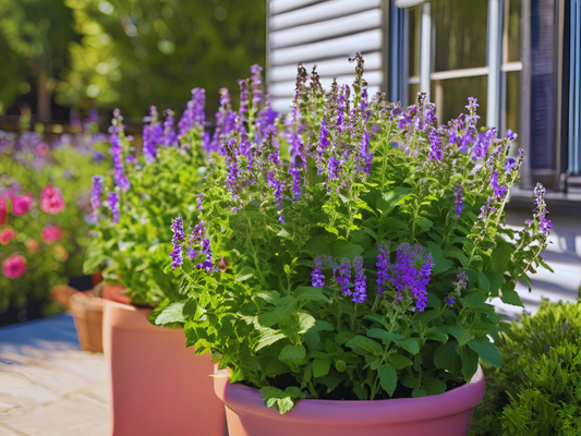 Nepeta 'Little Trudy®' - Dwarf