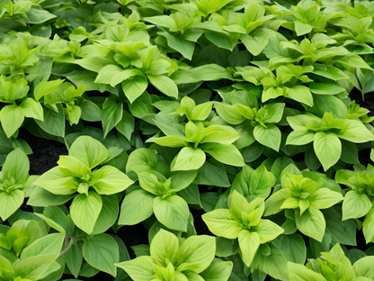 Pachysandra 'Green Carpet'