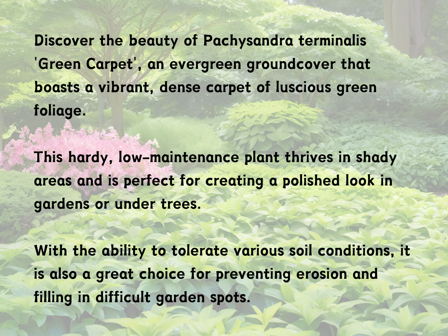 Pachysandra 'Green Carpet'