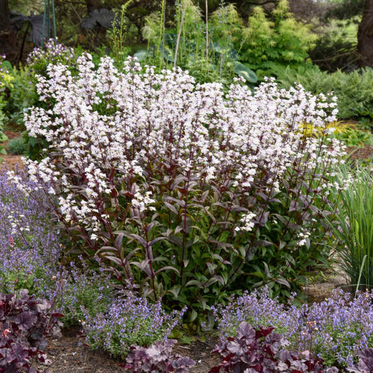 Penstemon ‘Onyx and Pearls’