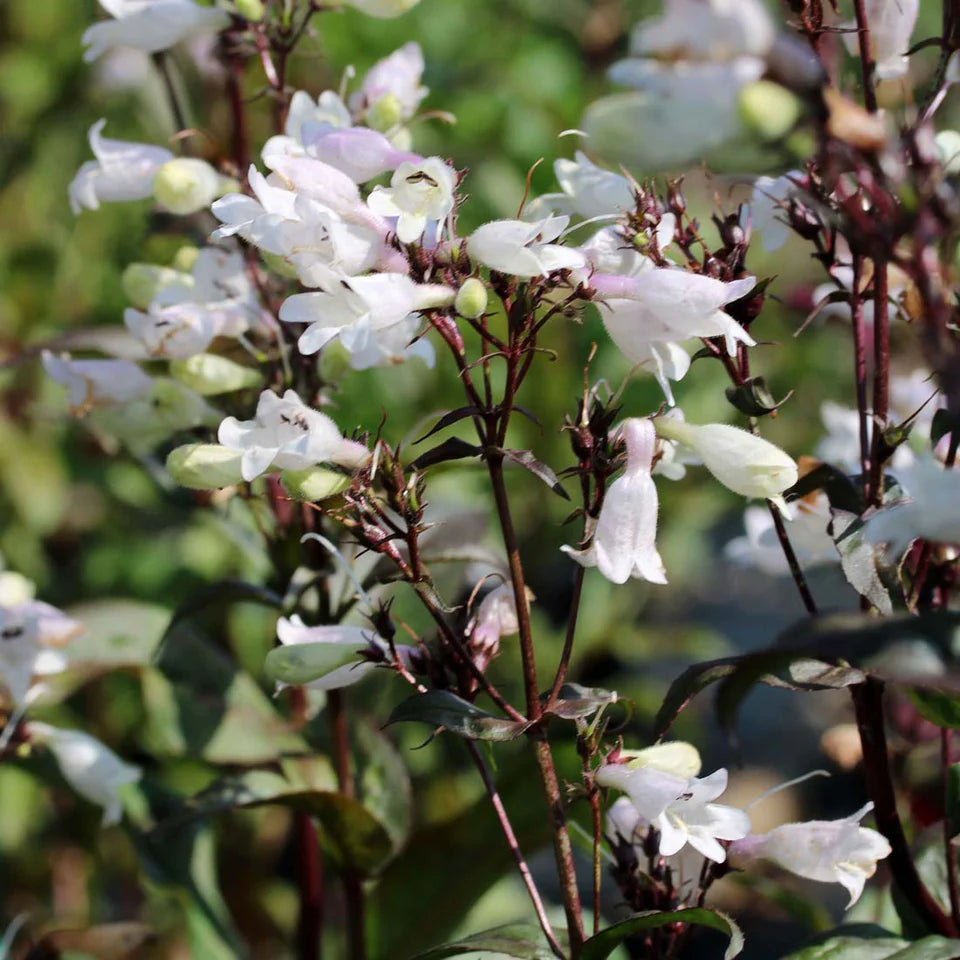 Penstemon ‘Onyx and Pearls’