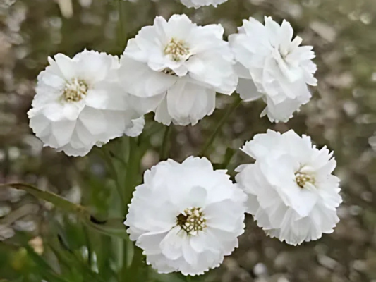 Achillea ptarmica 'Peter Cottontail