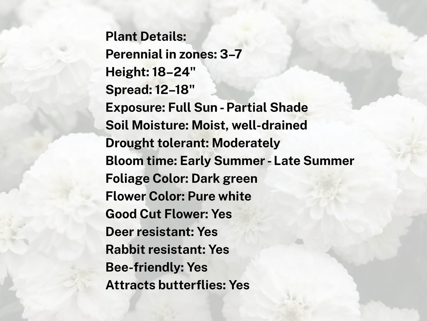 Achillea 'Peter Cottontail