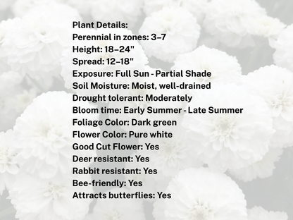 Achillea 'Peter Cottontail