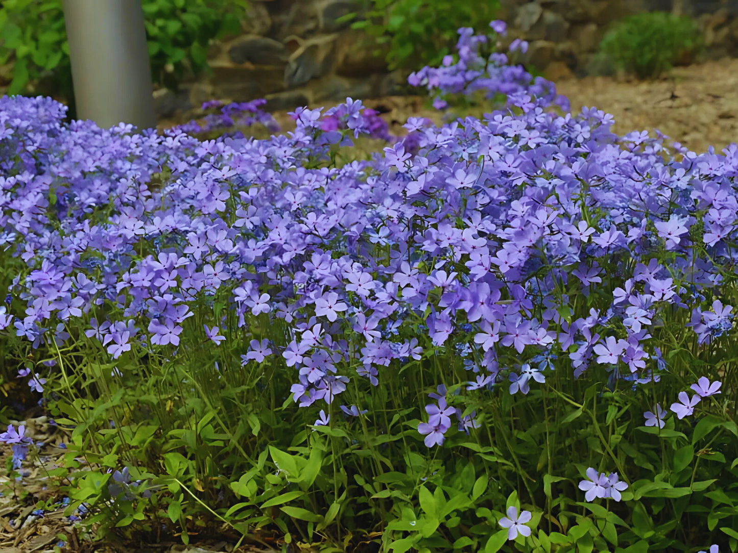 Phlox 'Blue Moon'