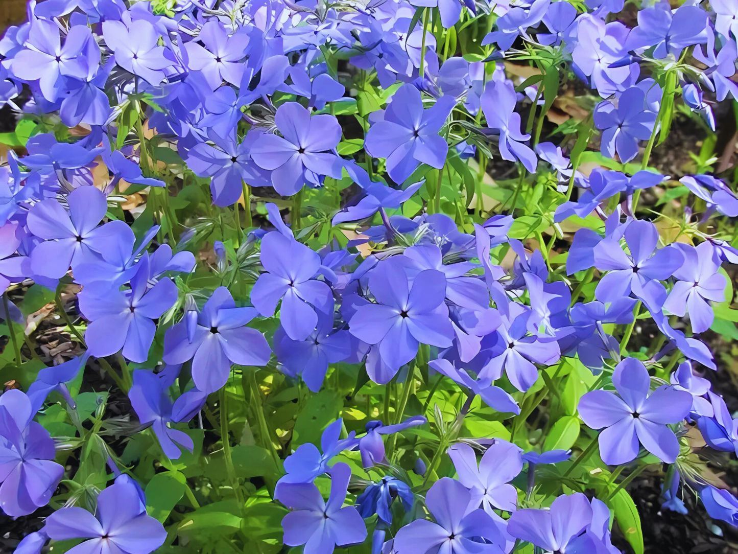 Phlox 'Blue Moon'