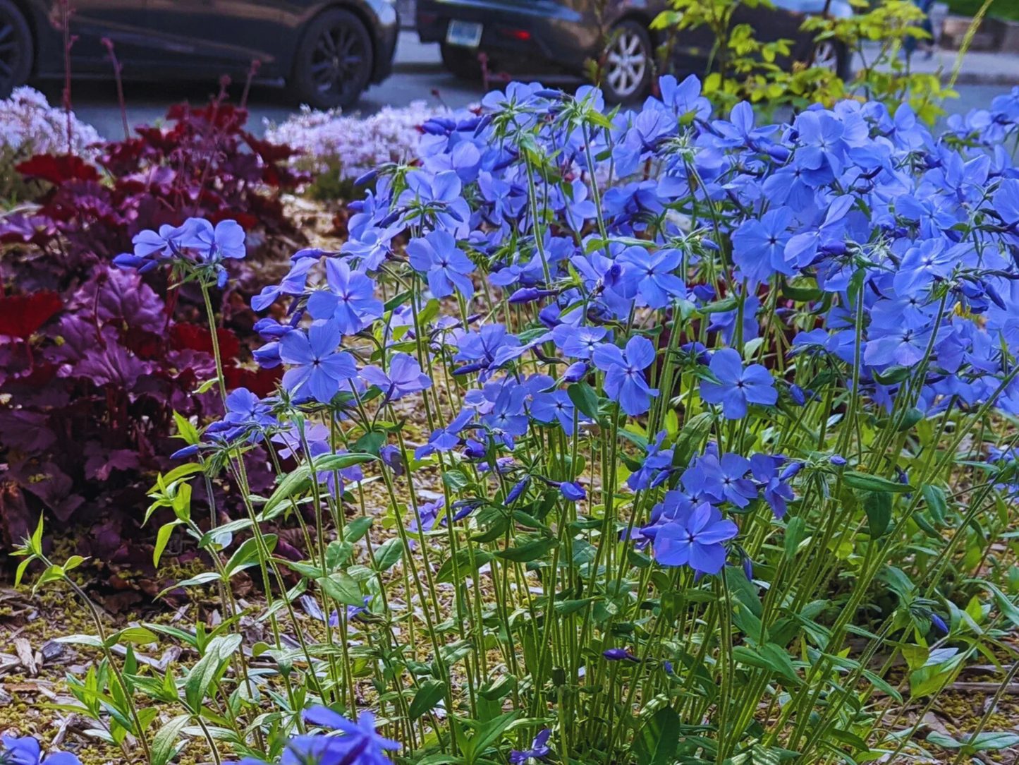 Phlox 'Blue Moon'