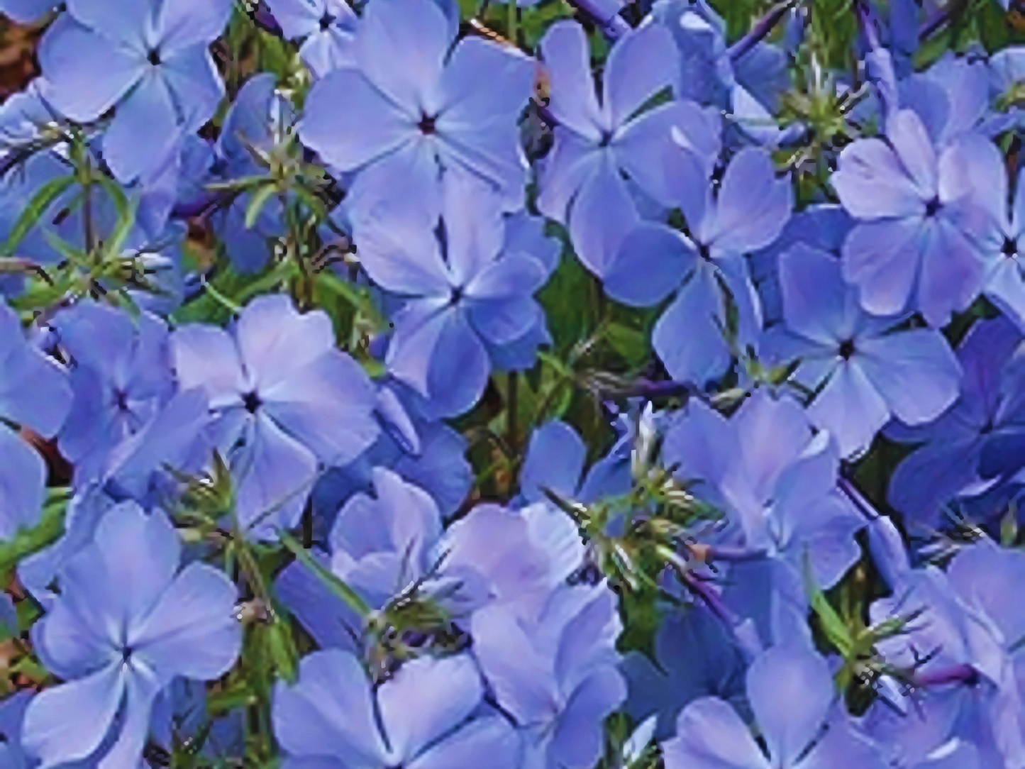 Phlox 'Blue Moon'