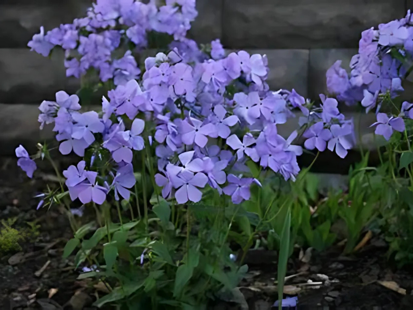 Phlox 'Blue Moon'