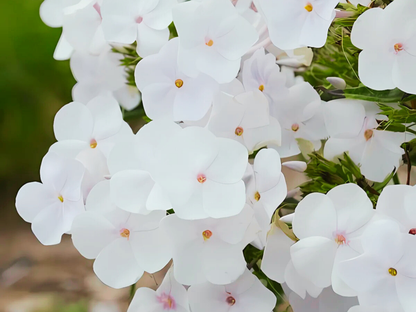 Phlox 'Fashionably Early Lavender Ice'