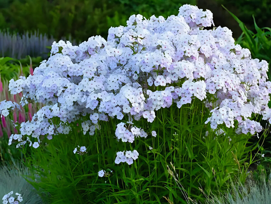 Phlox 'Fashionably Early Lavender Ice'