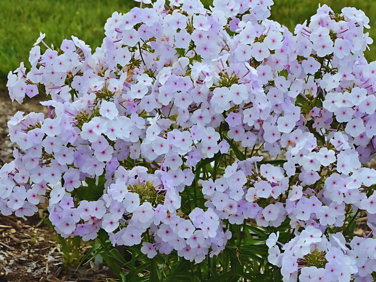 Phlox 'Fashionably Early Lavender Ice'