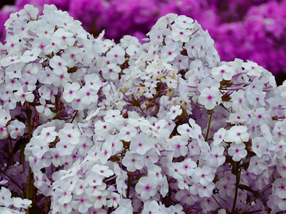 Phlox 'Fashionably Early Lavender Ice'