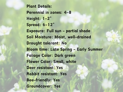 Sagina subulata Irish Moss