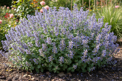 A garden bed with a lush, blue-flowered catmint plant in full bloom, with green leaves and purple flowers.