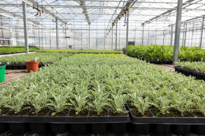 Achillea 'Moonshine' perennial starter plant plugs, in a flat, in a greenhouse,
