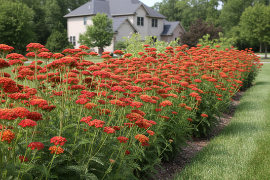 achillea 'paprika' yarrow perennial plants as a border, suburban setting,