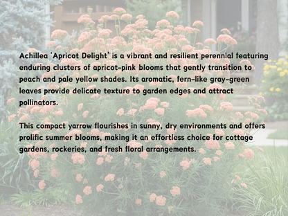 Achillea Apricot Delight