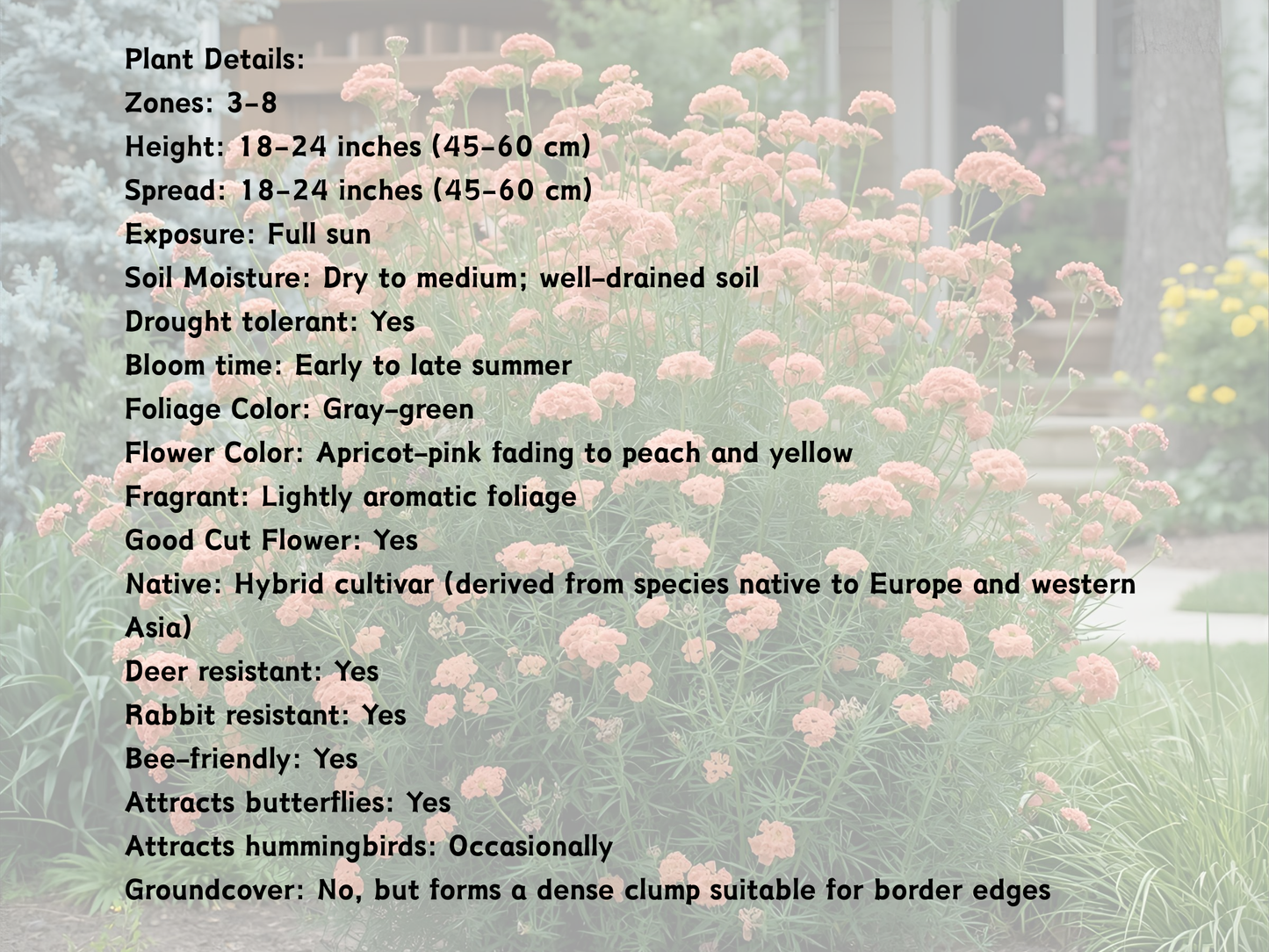 Achillea Apricot Delight