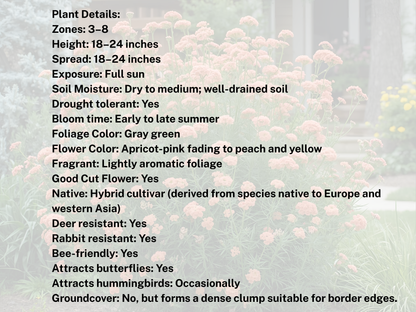 Achillea Apricot Delight