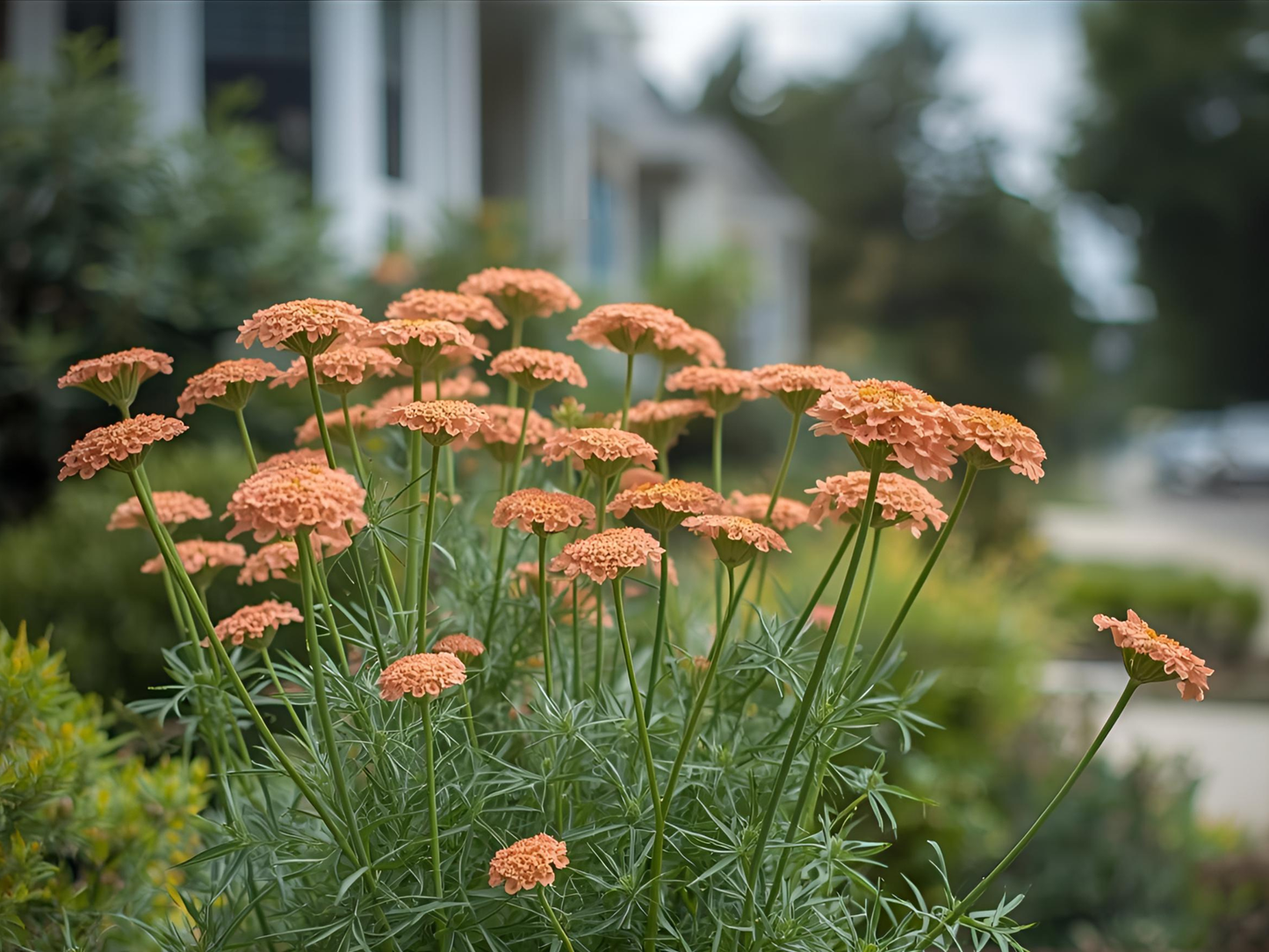 Achillea Apricot Delight