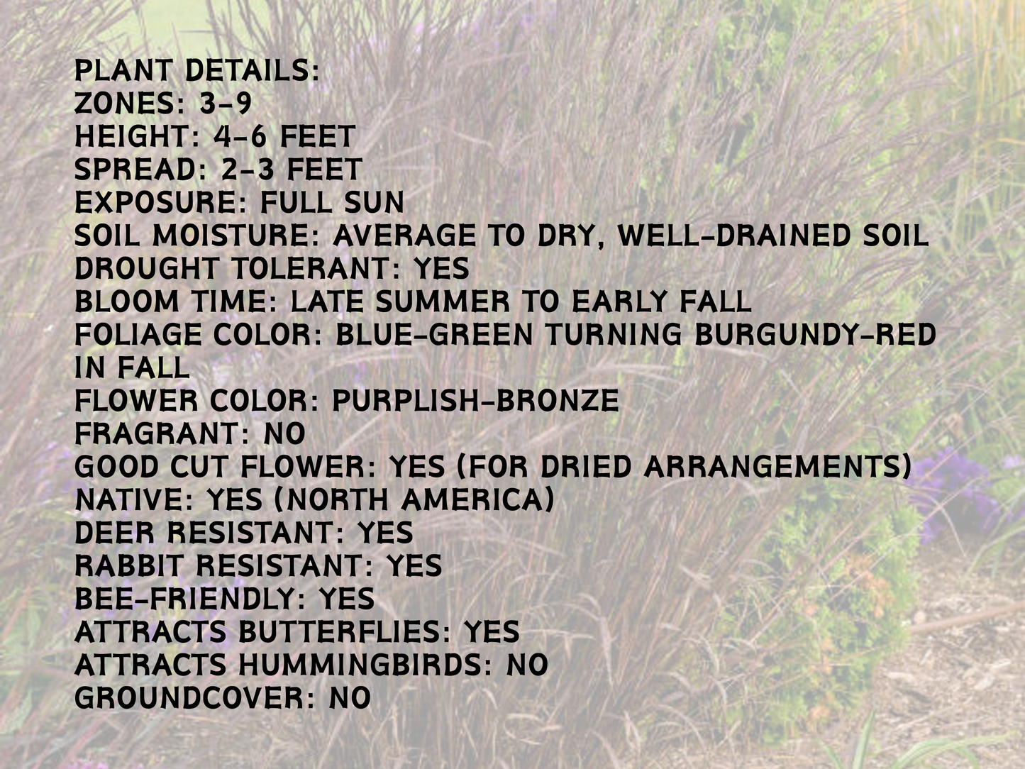 Andropogon 'Dancing Wind'