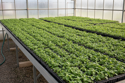 Agastache 'Blue Fortune' Anise Hyssop perennial starter plants, in deep flats, in a greenhouse