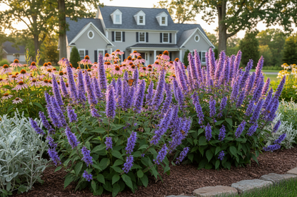 agastache 'blue fortune' perennial plants with pollinators, upscale landscaped suburban setting