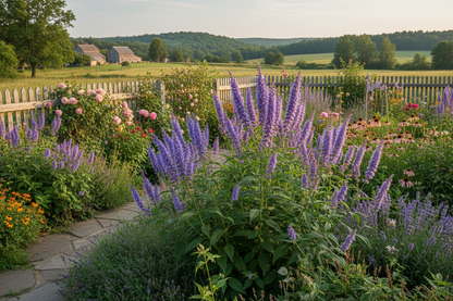 agastache blue fortune plants, rural garden setting