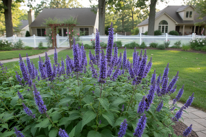 agastache blue fortune plants, suburban setting