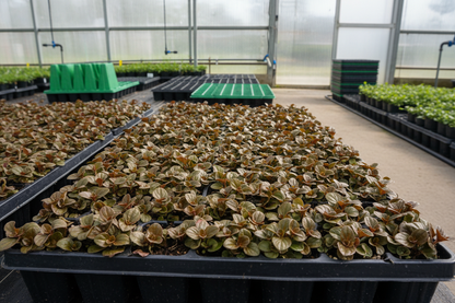 Ajuga 'Bronze Beauty' bugleweed perennial starter plants, in a deep flat, in a greenhouse,