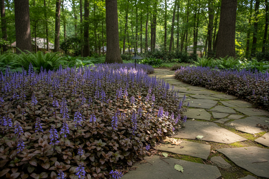 ajuga "chocolate chip" bugleweed perennial plants, as a border, wooded suburban setting,