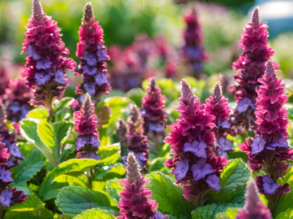 Ajuga 'Burgundy Glow'