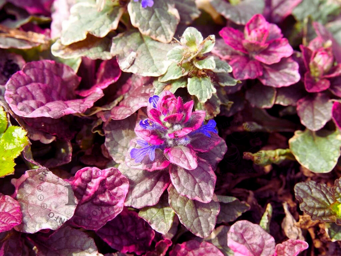 Ajuga 'Burgundy Glow'