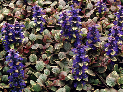 Ajuga 'Burgundy Glow'