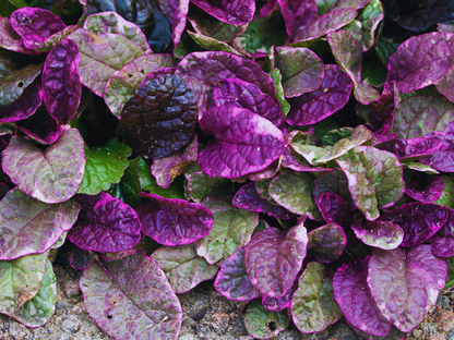 Ajuga 'Burgundy Glow'