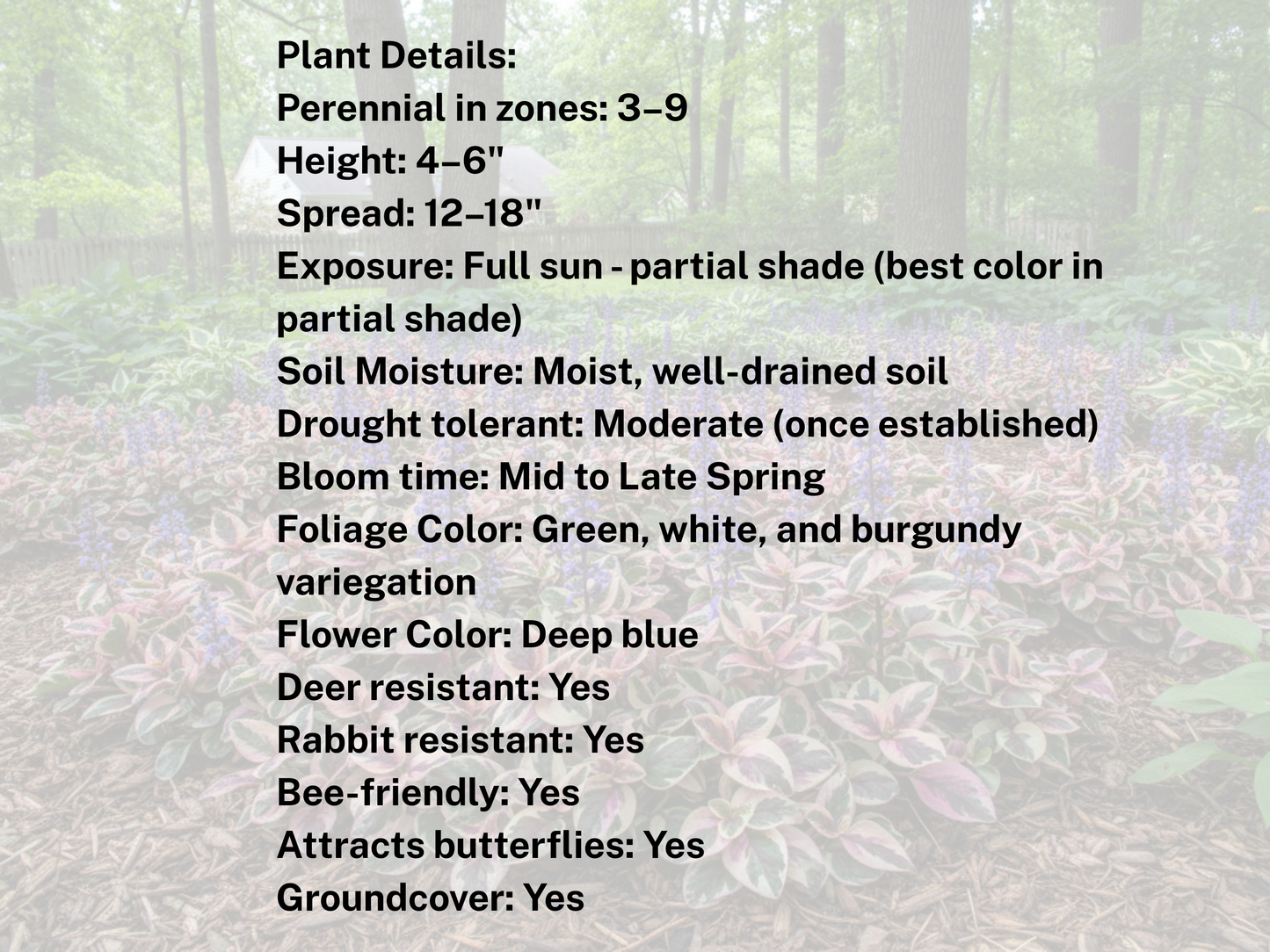 320 Ajuga 'Burgundy Glow'