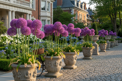 Allium 'Windy City'