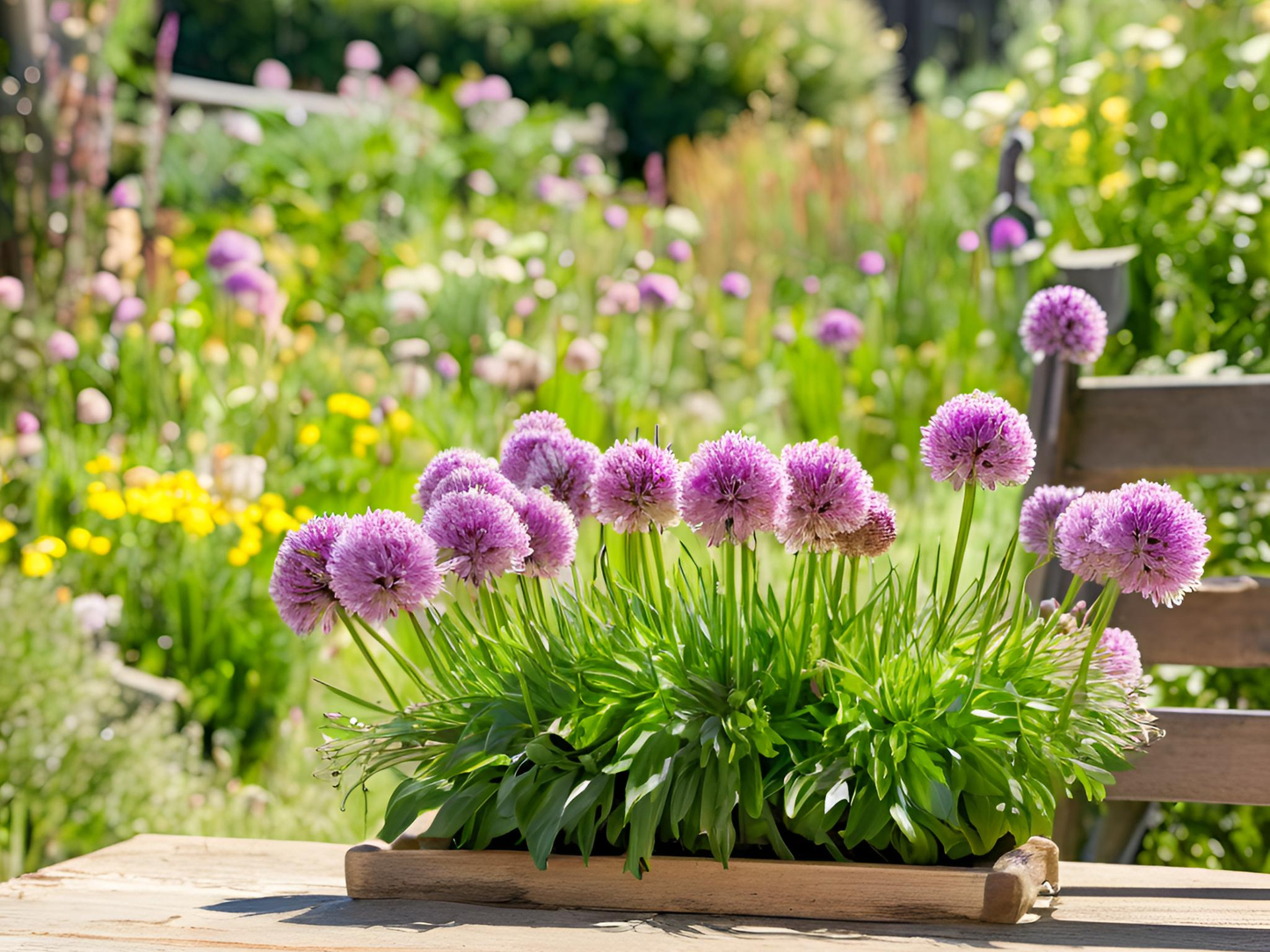 Allium 'Summer Beauty'