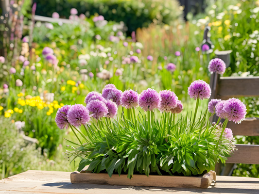 Allium 'Summer Beauty'